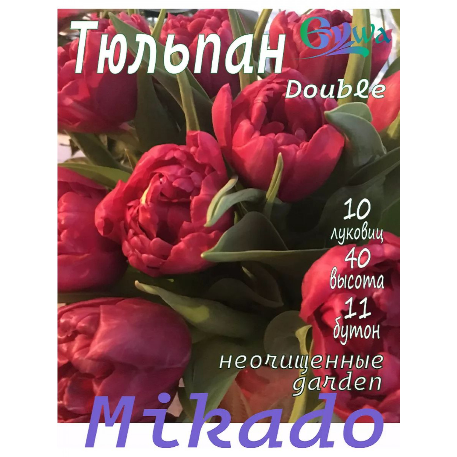 Тюльпан Mikado