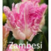 Тюльпан Замбези Zambesi